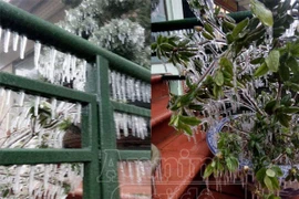 Tam Đảo âm 0,4 độ C, băng tuyết phủ trắng