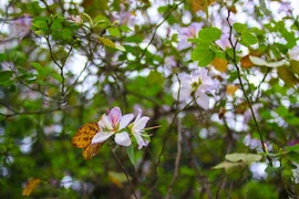 Ngắm hoa ban Tây Bắc nở tuyệt đẹp ngay giữa lòng Thủ đô Hà Nội