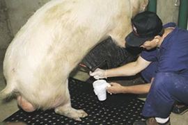 Hà Nội chọn nhà thầu cung ứng 480.900 liều tinh dịch lợn giá 17 tỷ đồng