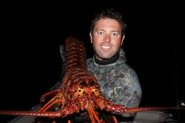 Bất ngờ bắt được “cụ” tôm hùm khổng lồ 70 tuổi