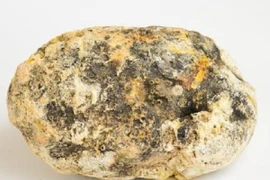 Nhặt được cục chất thải của cá voi đáng giá 7.000 bảng Anh