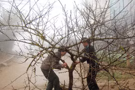 Đào rừng rầm rập về xuôi, núi chẳng còn xuân