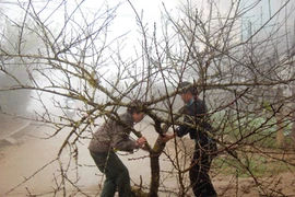 Đào rừng rầm rập về xuôi, núi chẳng còn xuân