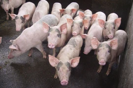 Thực hư chuyện "heo thành tinh 5 móng báo oán"