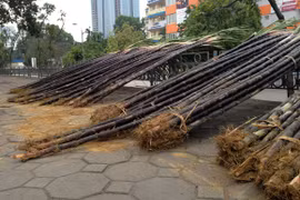 Lộc lá tràn đường, đợi đón Giao thừa