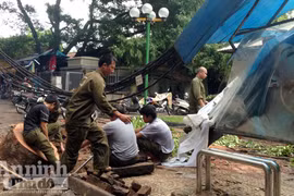 Xà cừ cổ thụ bật gốc, hạ gục nhà chờ xe buýt và cột điện