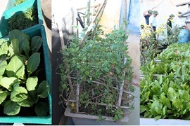 Sống ở Trường Sa