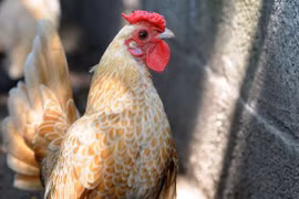 "Mỹ kê vảy cá" hút hồn dân chơi