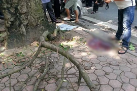 Đi ngang Công viên Bách Thảo, bị cành cây rơi vào đầu, tử vong