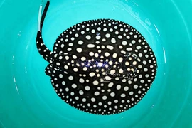 Dân VN mê tít loài cá cảnh cực đẹp và...cực độc