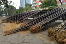 Lộc lá tràn đường, đợi đón Giao thừa