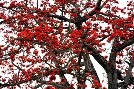 Những "bó đuốc" cuối cùng giữa trời Thủ đô