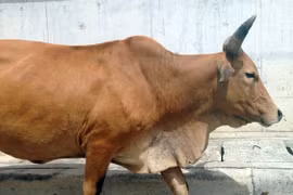 Cả đàn bò đi lững thững giữa phố Hà Nội