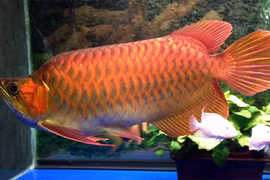 Ngắm con cá Rồng, trị giá cả trăm triệu đồng