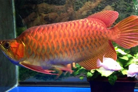 Ngắm con cá Rồng, trị giá cả trăm triệu đồng