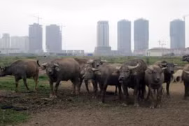 Tiền dân thất thoát, ai chịu trách nhiệm?