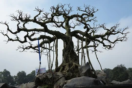 Ngỡ ngàng "lạc" vào vườn cây cảnh bạc tỉ