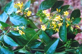 "Ma ngón", cái chết mang tên một loài cây