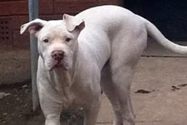 Tới nhà bạn ăn trưa, nữ sinh bị 4 con chó cắn chết