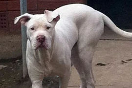 Tới nhà bạn ăn trưa, nữ sinh bị 4 con chó cắn chết