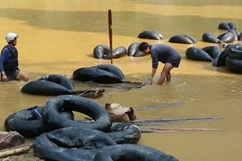 Thủ đoạn rất quái của lâm tặc: Vận chuyển gỗ lậu bằng săm ôtô