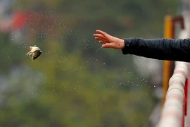 Cảnh "thả" cá từ độ cao hàng chục mét xuống sông Hồng