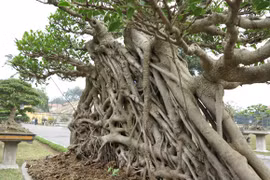 Mãn nhãn ngắm vườn cảnh trị giá bạc tỉ