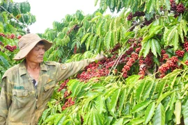 Nông sản Việt ùn ùn xuất khẩu sang châu Âu