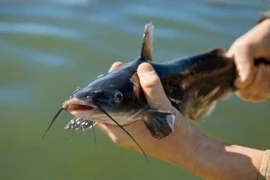 Món ngon với cá ngạnh sông Hồng