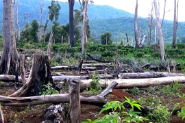 Không thể để các địa phương ồ ạt xin phá rừng làm kinh tế