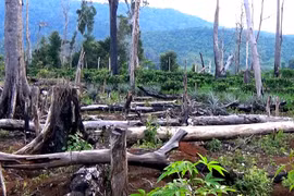 Không thể để các địa phương ồ ạt xin phá rừng làm kinh tế