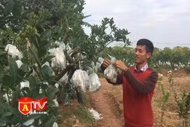 Thu nhập tiền tỷ mỗi năm nhờ trồng phật thủ bonsai 