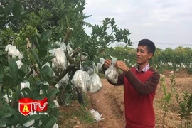 Thu nhập tiền tỷ mỗi năm nhờ trồng phật thủ bonsai 