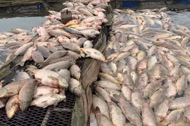 Bộ Nông nghiệp cùng Hải Dương tìm nguyên nhân khiến 300 tấn cá lồng bè chết trắng