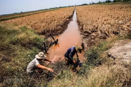 Xâm nhập mặn tăng cao ở Đồng bằng sông Cửu Long, hàng nghìn hecta cây trồng khô hạn