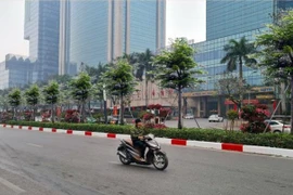 Hà Nội thay thế hàng cây Phong ở Nguyễn Chí Thanh bằng cây bàng lá nhỏ