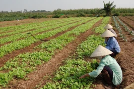 Phát triển rau an toàn, bài toán nhìn từ cung- cầu