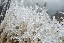 Bắc bộ chuẩn bị đón đợt rét đầu mùa, có thể xuất hiện sương muối