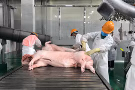 Giá gạo và thịt lợn dự báo có thể tăng nhẹ về cuối năm do nhu cầu cao