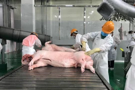 22.000 cơ sở giết mổ động vật nhỏ lẻ không đáp ứng an toàn thực phẩm