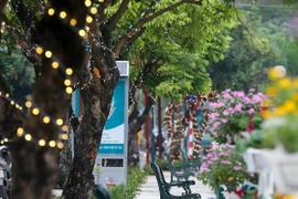 Đề xuất di dời 40 cây nhãn, trồng thay thế bằng cây Giáng hương khu vực phố đi bộ Trịnh Công Sơn