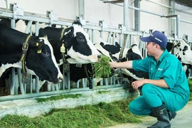 Bùng nổ thương hiệu sữa, nhập khẩu nguyên liệu sữa ồ ạt, ngành chăn nuôi bò sữa "kêu cứu"