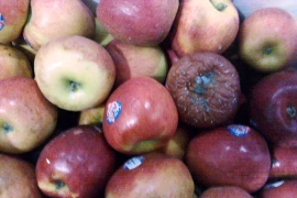 Phát hiện gần 1 tấn táo Envy nhập khẩu thối hỏng