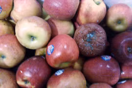 Phát hiện gần 1 tấn táo Envy nhập khẩu thối hỏng