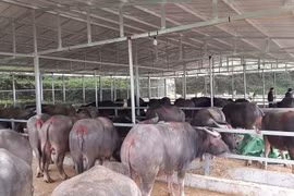 Đề nghị lập chuyên án điều tra việc dùng chất cấm để nuôi vỗ béo gia súc