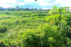 Dự án HP Elite Central Hải Phòng: Bãi đất cỏ mọc đã rao bán rầm rộ, chủ đầu tư nói “không chịu trách nhiệm”