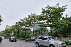 Vì sao phải thay thế cây phong trên trục đường Nguyễn Chí Thanh - Trần Duy Hưng?