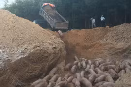 Dịch tả lợn châu Phi “hoành hành” tại 30 tỉnh, đề nghị cả hệ thống chính trị vào cuộc