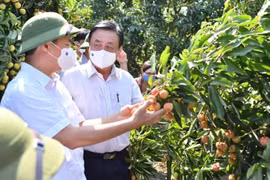 Vải thiều Bắc Giang lo ngại “ngăn sông cấm chợ” khi qua các chốt kiểm dịch ngoài tỉnh