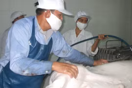 Dừng hoạt động những cơ sở giết mổ gia súc, gia cầm không phép